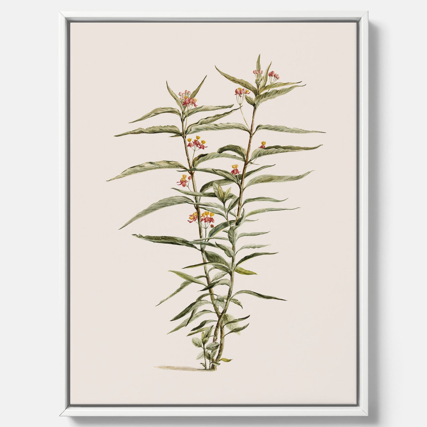 Vintageprint på canvas med en botanisk illustration föreställande en röd sidenört