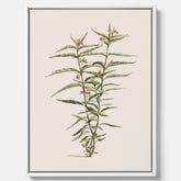 Vintageprint på canvas med en botanisk illustration föreställande en röd sidenört