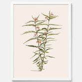 Vintageposter med en botanisk illustration föreställande en röd sidenört