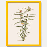 Vintageposter med en botanisk illustration föreställande en röd sidenört