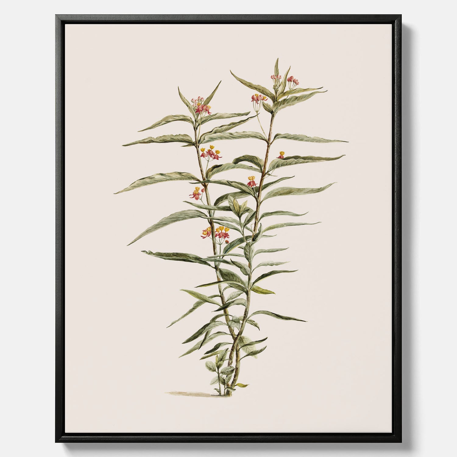 Vintageprint på canvas med en botanisk illustration föreställande en röd sidenört