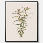 Vintageprint på canvas med en botanisk illustration föreställande en röd sidenört