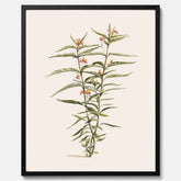 Vintageposter med en botanisk illustration föreställande en röd sidenört