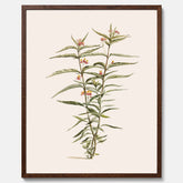 Vintageposter med en botanisk illustration föreställande en röd sidenört