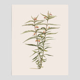 Vintageposter med en botanisk illustration föreställande en röd sidenört