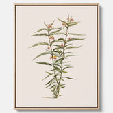 Vintageprint på canvas med en botanisk illustration föreställande en röd sidenört