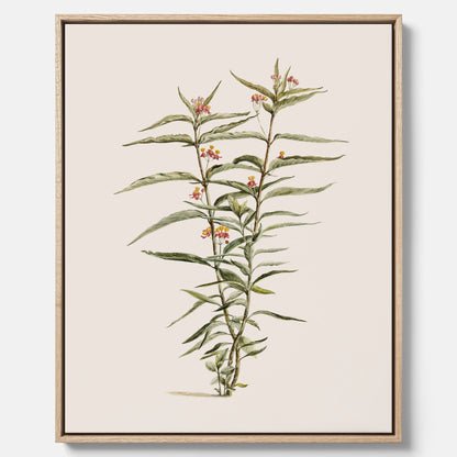 Vintageprint på canvas med en botanisk illustration föreställande en röd sidenört