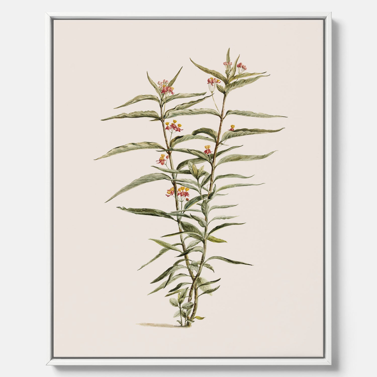 Vintageprint på canvas med en botanisk illustration föreställande en röd sidenört