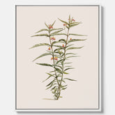 Vintageprint på canvas med en botanisk illustration föreställande en röd sidenört