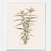Vintageposter med en botanisk illustration föreställande en röd sidenört