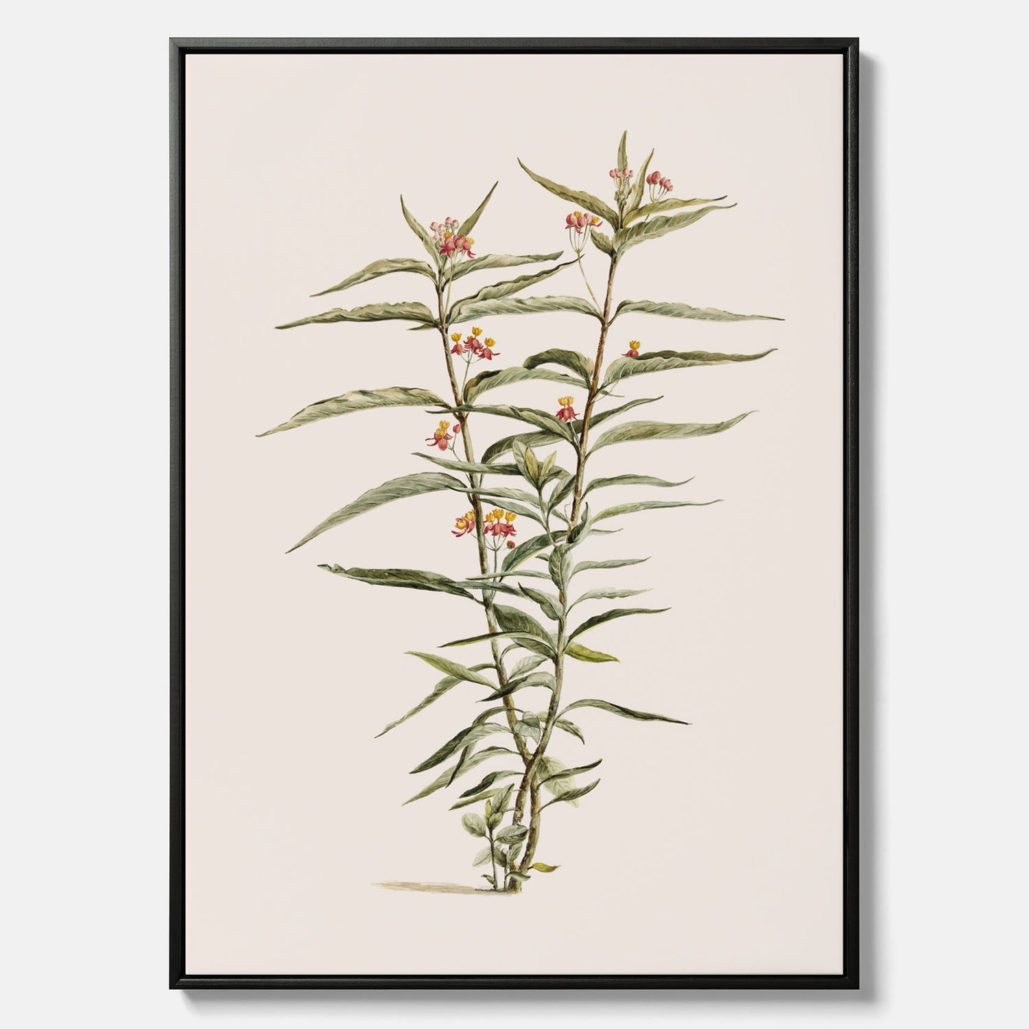 Vintageprint på canvas med en botanisk illustration föreställande en röd sidenört