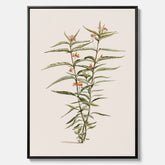 Vintageprint på canvas med en botanisk illustration föreställande en röd sidenört