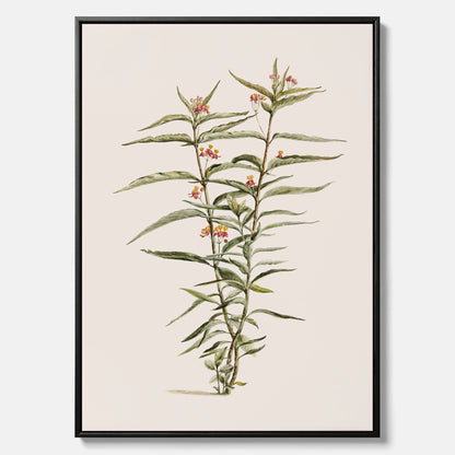 Vintageprint på canvas med en botanisk illustration föreställande en röd sidenört
