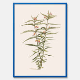 Vintageposter med en botanisk illustration föreställande en röd sidenört