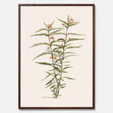 Vintageposter med en botanisk illustration föreställande en röd sidenört