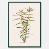 Vintageposter med en botanisk illustration föreställande en röd sidenört