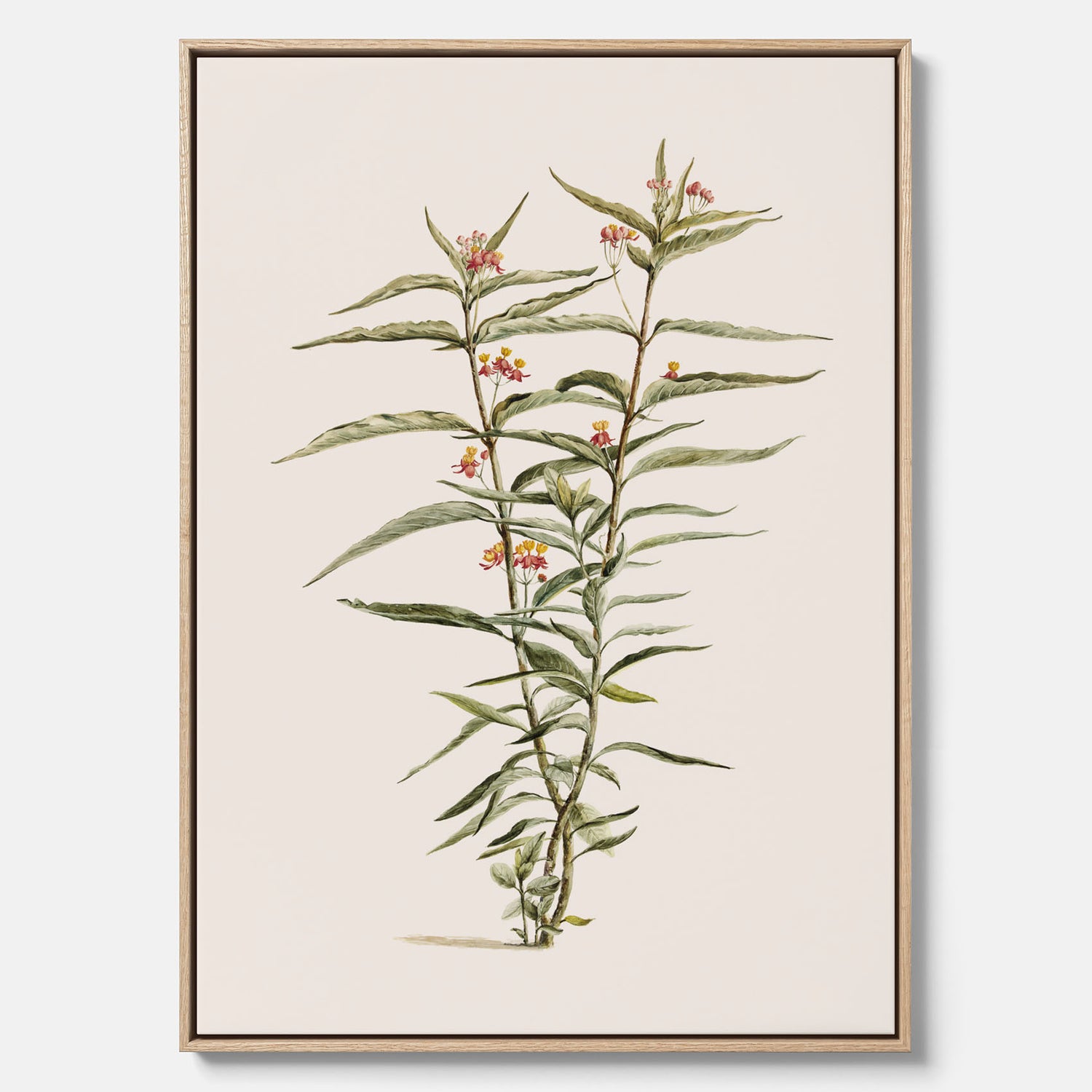 Vintageprint på canvas med en botanisk illustration föreställande en röd sidenört