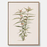 Vintageprint på canvas med en botanisk illustration föreställande en röd sidenört