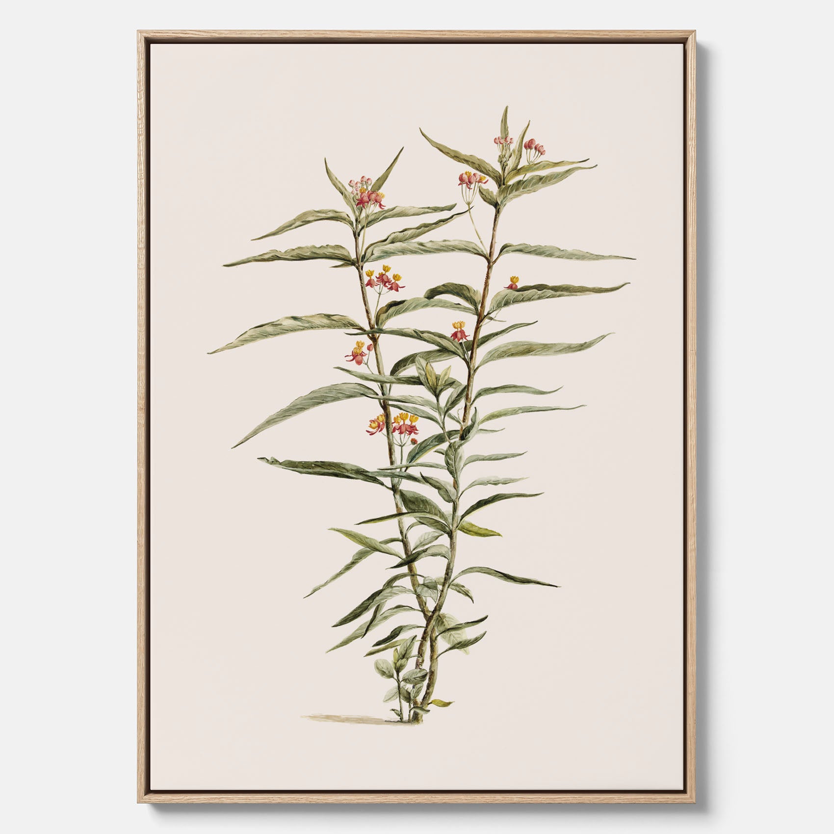 Vintageprint på canvas med en botanisk illustration föreställande en röd sidenört