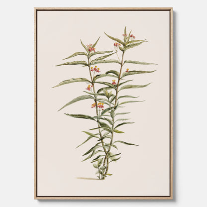 Vintageprint på canvas med en botanisk illustration föreställande en röd sidenört
