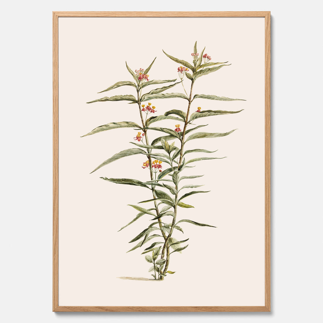 Vintageposter med en botanisk illustration föreställande en röd sidenört