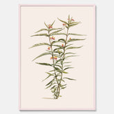 Vintageposter med en botanisk illustration föreställande en röd sidenört