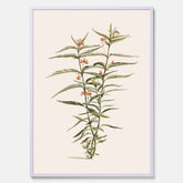 Vintageposter med en botanisk illustration föreställande en röd sidenört