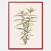 Vintageposter med en botanisk illustration föreställande en röd sidenört