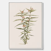 Vintageprint på canvas med en botanisk illustration föreställande en röd sidenört