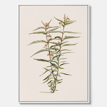 Vintageprint på canvas med en botanisk illustration föreställande en röd sidenört