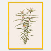 Vintageposter med en botanisk illustration föreställande en röd sidenört
