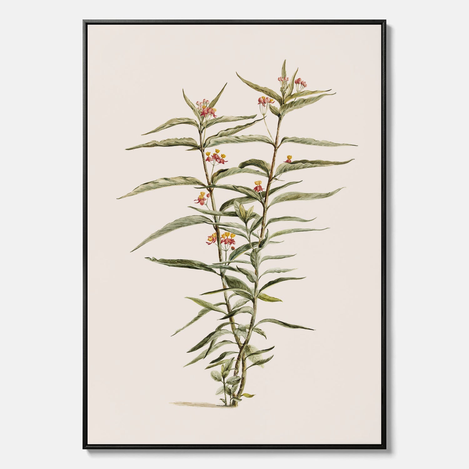 Vintageprint på canvas med en botanisk illustration föreställande en röd sidenört