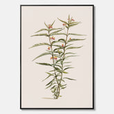 Vintageprint på canvas med en botanisk illustration föreställande en röd sidenört