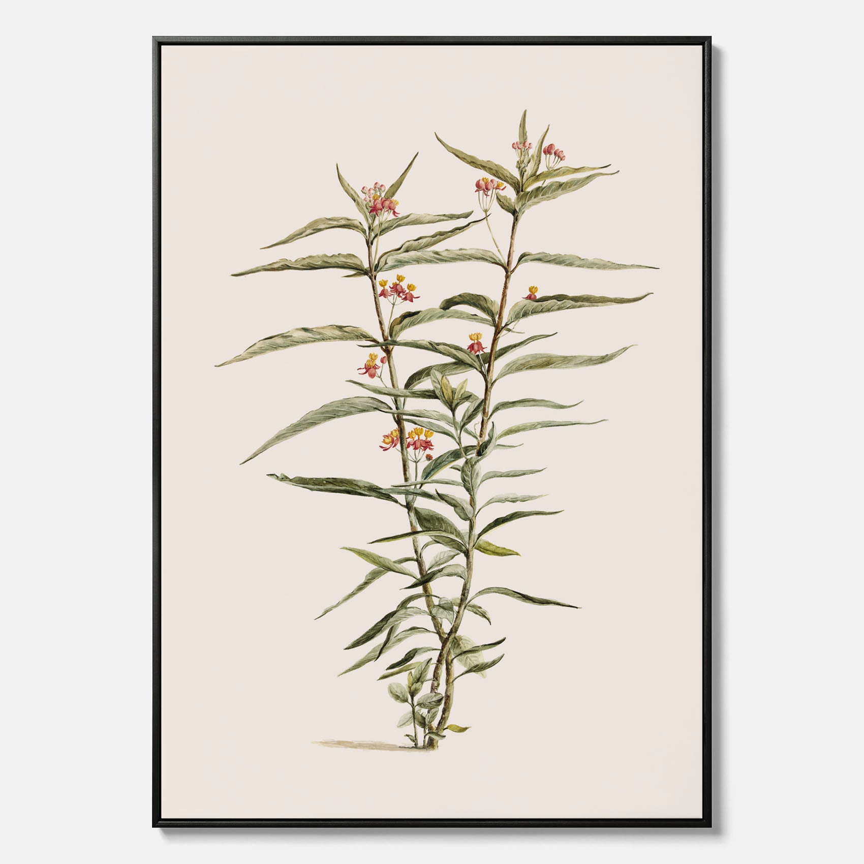 Vintageprint på canvas med en botanisk illustration föreställande en röd sidenört