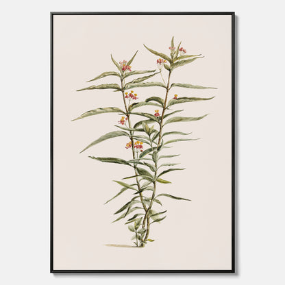 Vintageprint på canvas med en botanisk illustration föreställande en röd sidenört