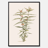 Vintageposter med en botanisk illustration föreställande en röd sidenört