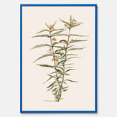 Vintageposter med en botanisk illustration föreställande en röd sidenört