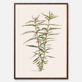 Vintageposter med en botanisk illustration föreställande en röd sidenört