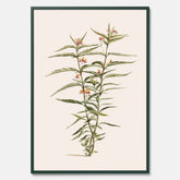 Vintageposter med en botanisk illustration föreställande en röd sidenört