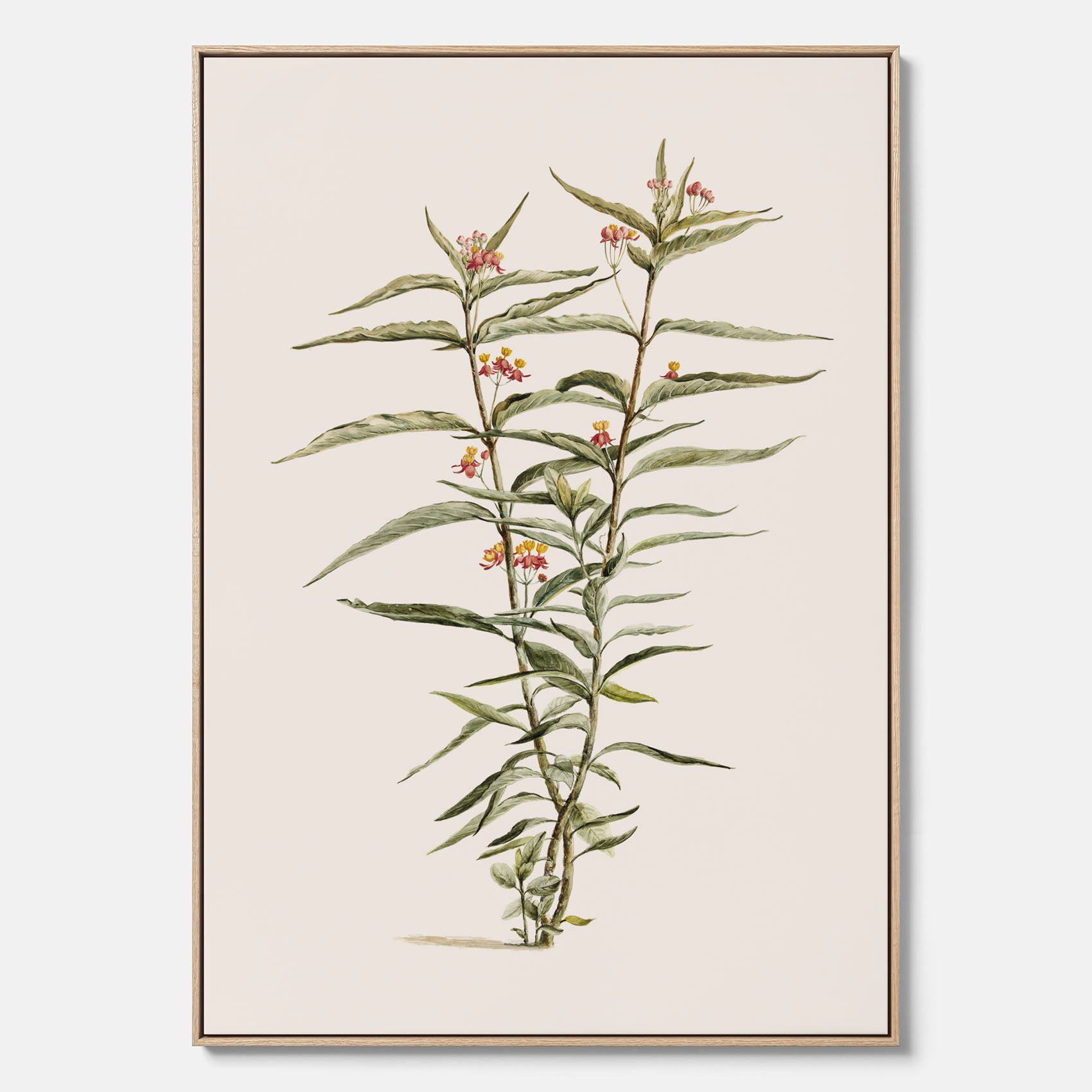 Vintageprint på canvas med en botanisk illustration föreställande en röd sidenört