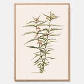 Vintageposter med en botanisk illustration föreställande en röd sidenört