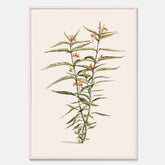 Vintageposter med en botanisk illustration föreställande en röd sidenört