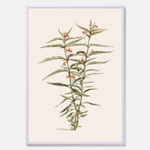 Vintageposter med en botanisk illustration föreställande en röd sidenört
