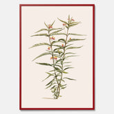 Vintageposter med en botanisk illustration föreställande en röd sidenört