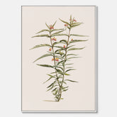 Vintageprint på canvas med en botanisk illustration föreställande en röd sidenört