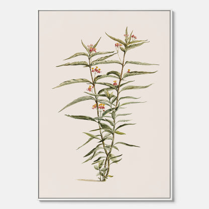 Vintageprint på canvas med en botanisk illustration föreställande en röd sidenört