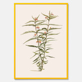 Vintageposter med en botanisk illustration föreställande en röd sidenört